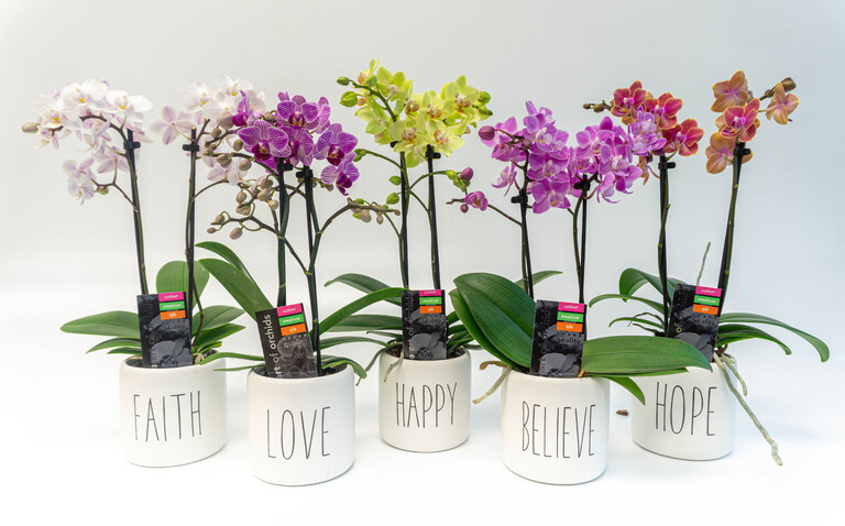 Orchids in Inspirational Pots