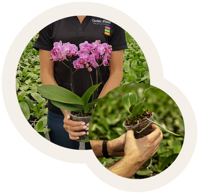 Our Orchids Our Difference
