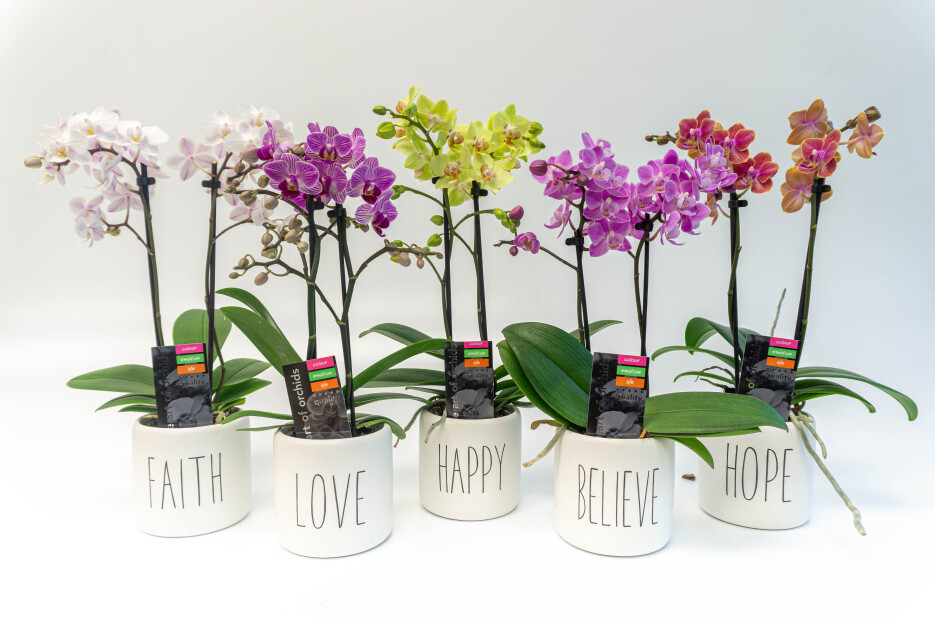 Orchids in Inspirational Pots