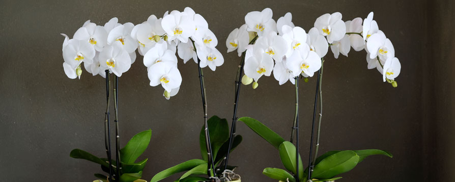 Orchids