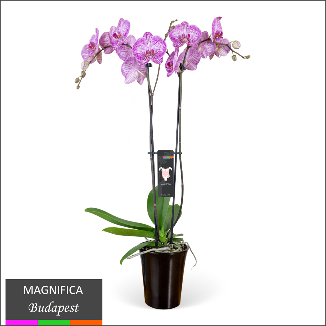 Magnifica - Magnifica - CosMic Plants Inc